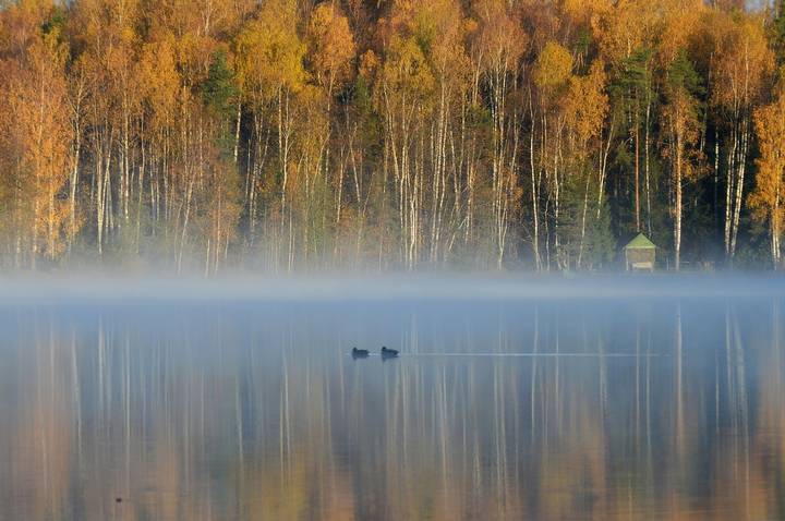 Утром туманным.......