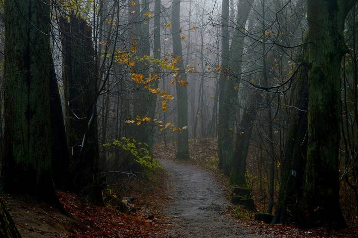 В осеннем парке.......