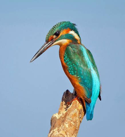 Common Kingfisher - Обыкновенный зимородок