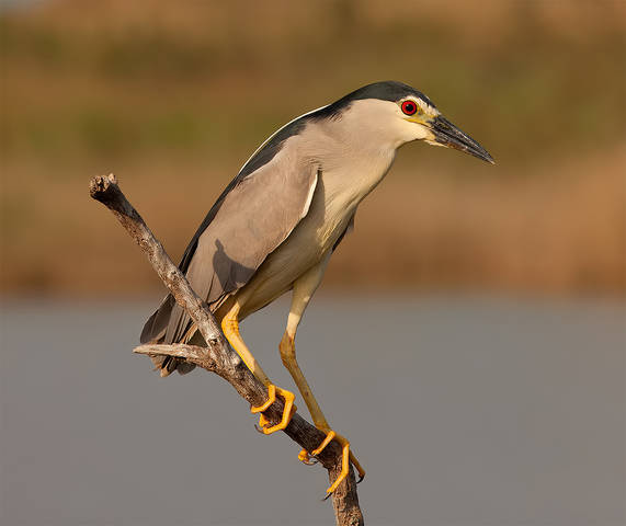 Кваква- Black-crowned Night Heron