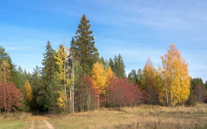 Краски осени
