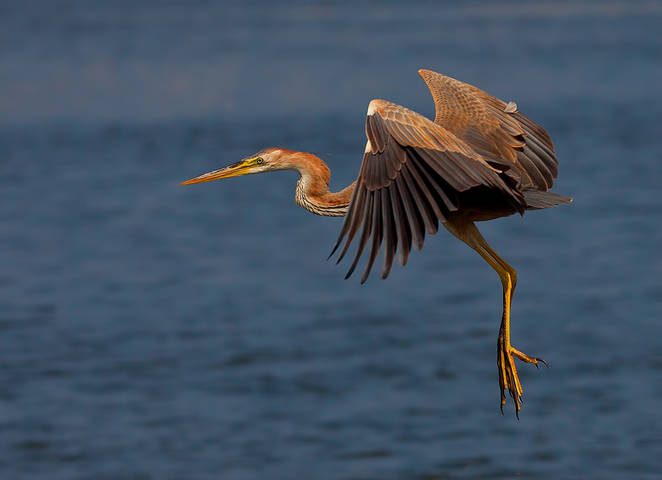 Purple Heron - Рыжая цапля 
