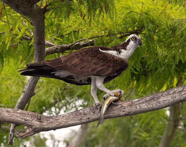 Osprey with Prey -Скопа с добычей