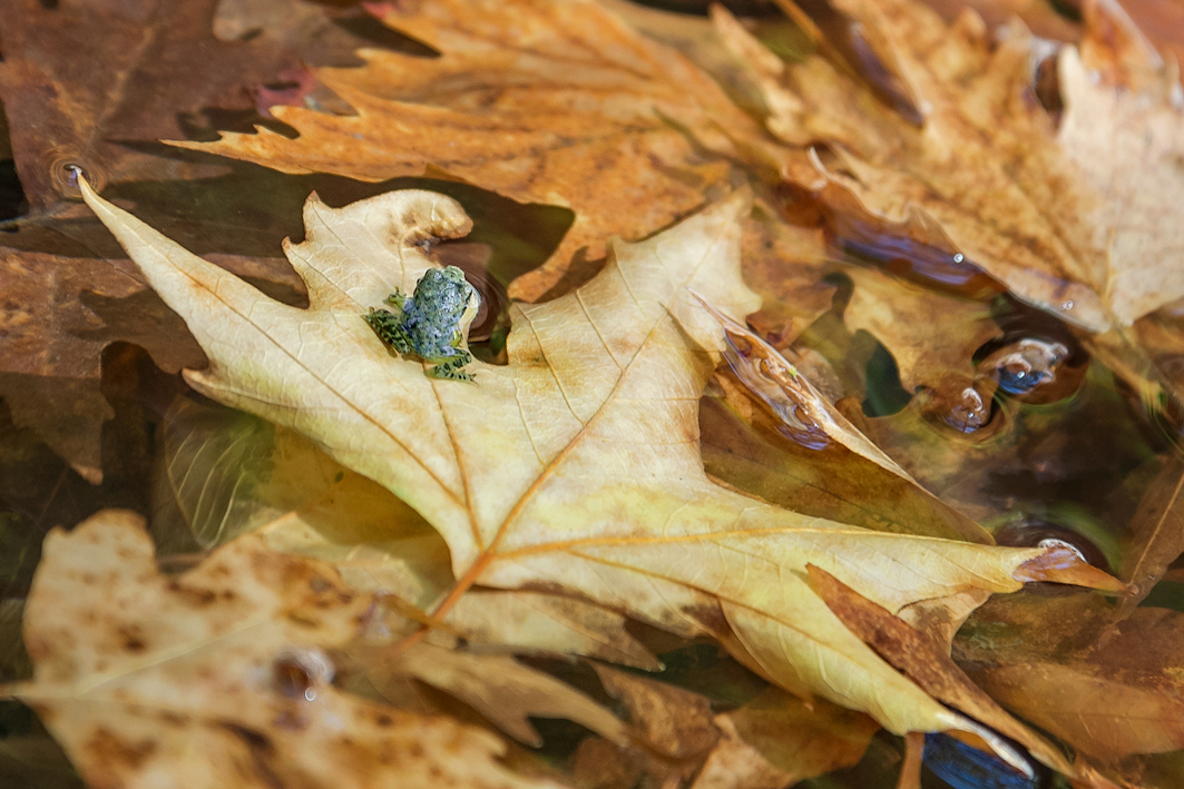 О листьях, воде и маленьком лягушонке