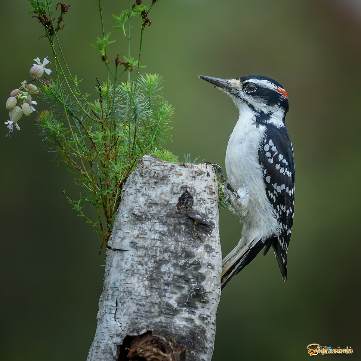 Hairy Woodpecker (male)