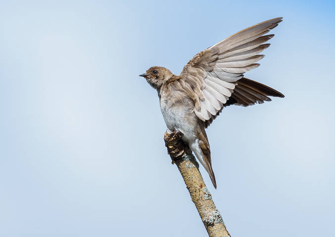 Northern Rough-winged Swallow