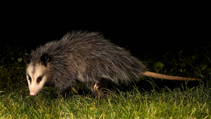 Опосcум - Opossum