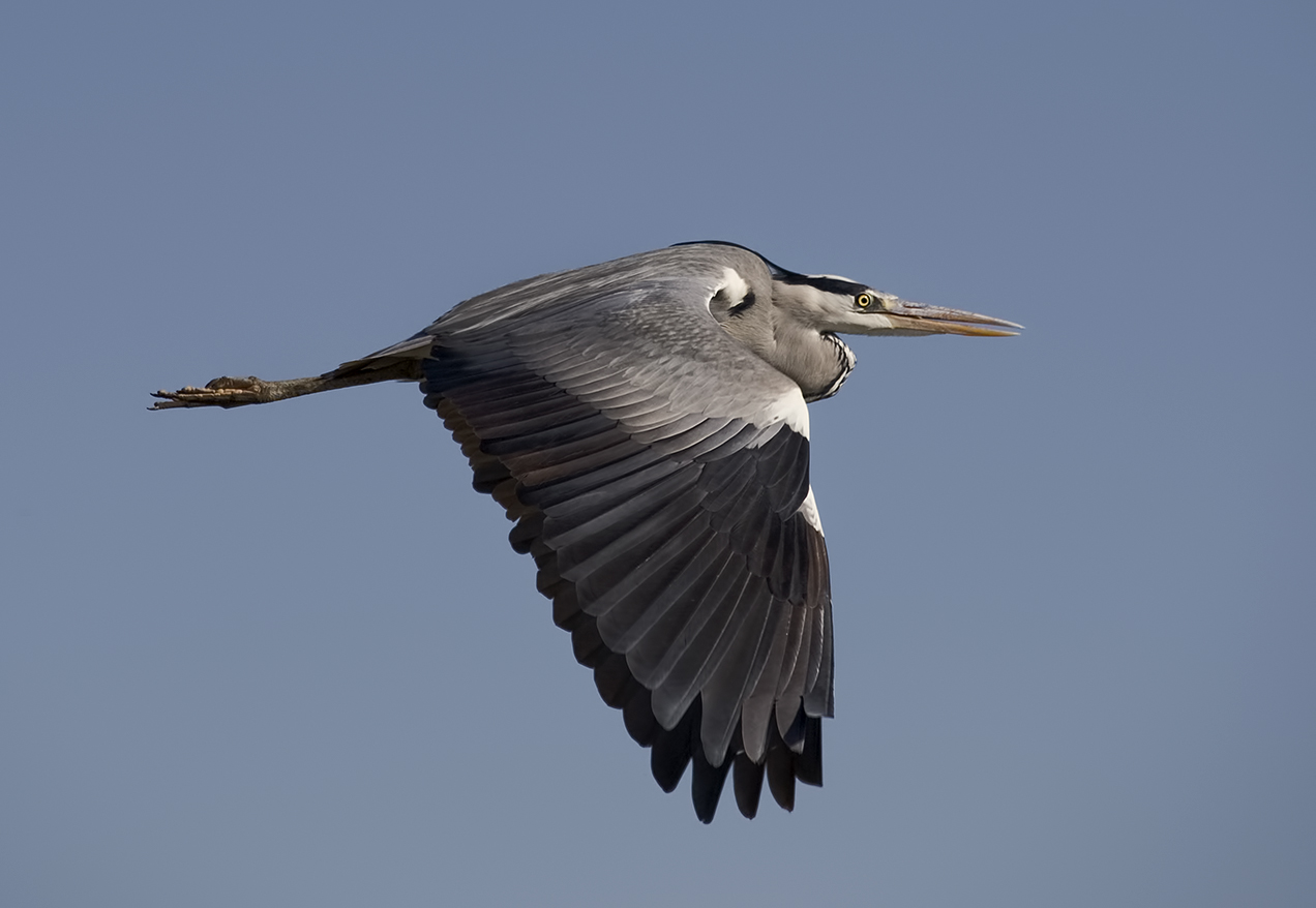 Grey heron -Cерая цапля