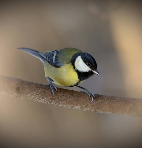 Parus major  , Большая синица 