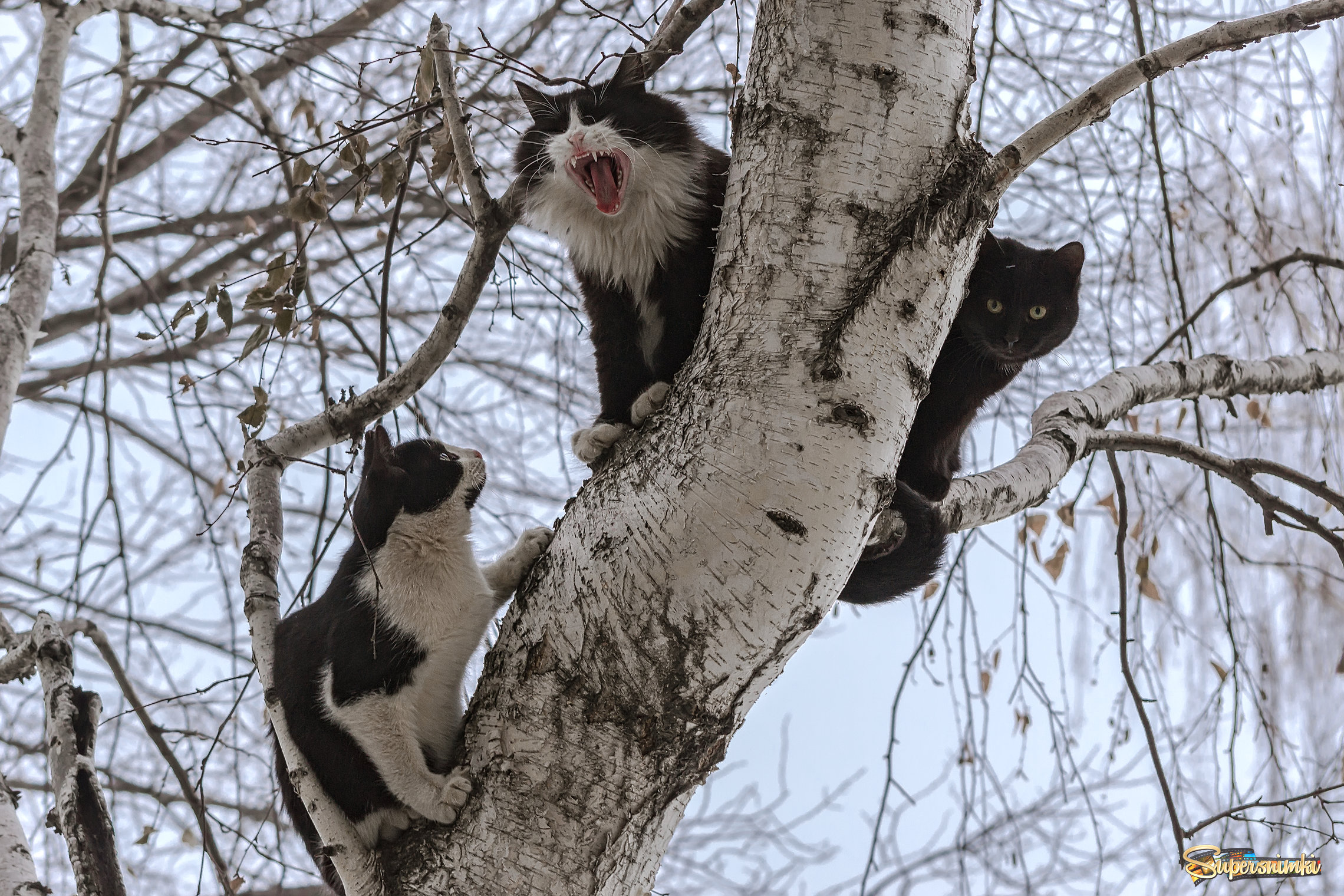 Март кошки картинки смешные. Котик на дереве. Коты на деревьях.
