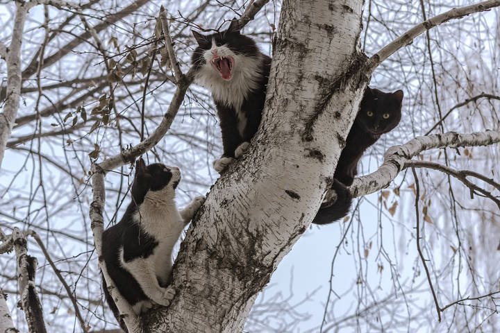 ЭЙ, ФОТОГРАФ, КОЛБАСЫ ДАААЙ!