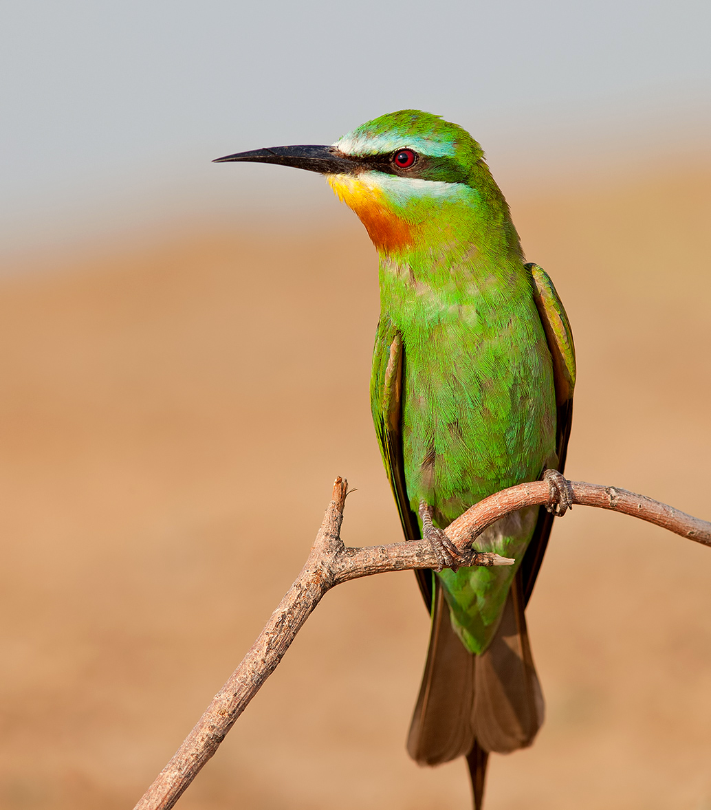 Зелёная щурка - Blue-cheeked Bee-eater