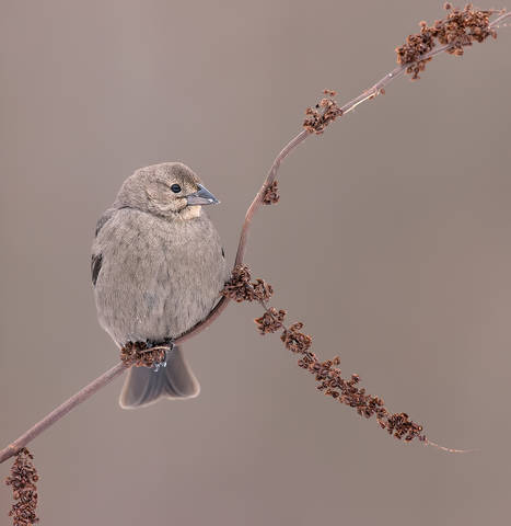 Brown-headed Cowbird - Буроголовый коровий трупиал
