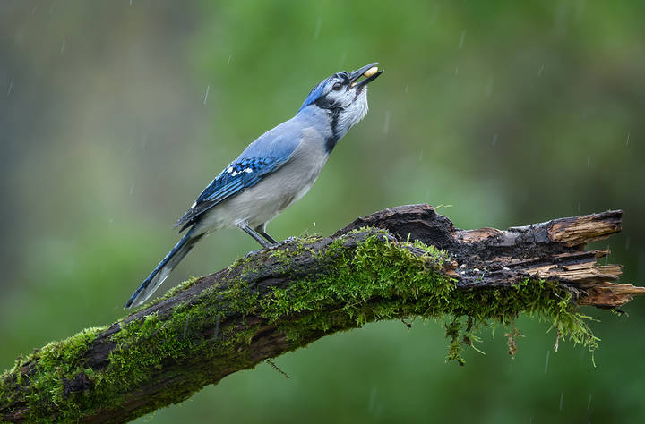 Blue jay 