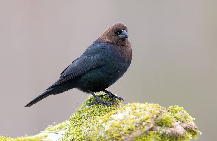 Brown-headed Cowbird - Буроголовый коровий трупиал