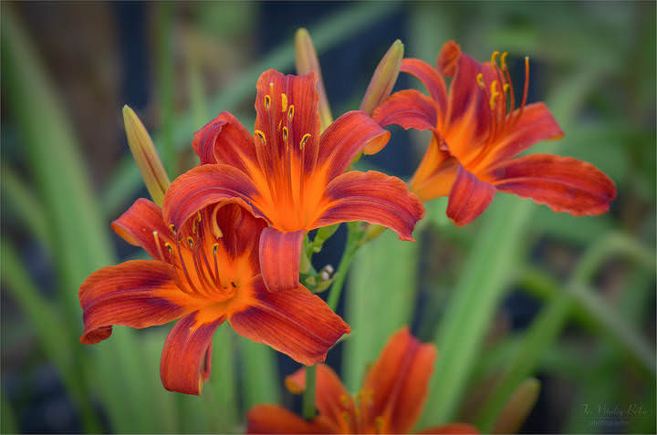 Лелейник hemerocallis fulva