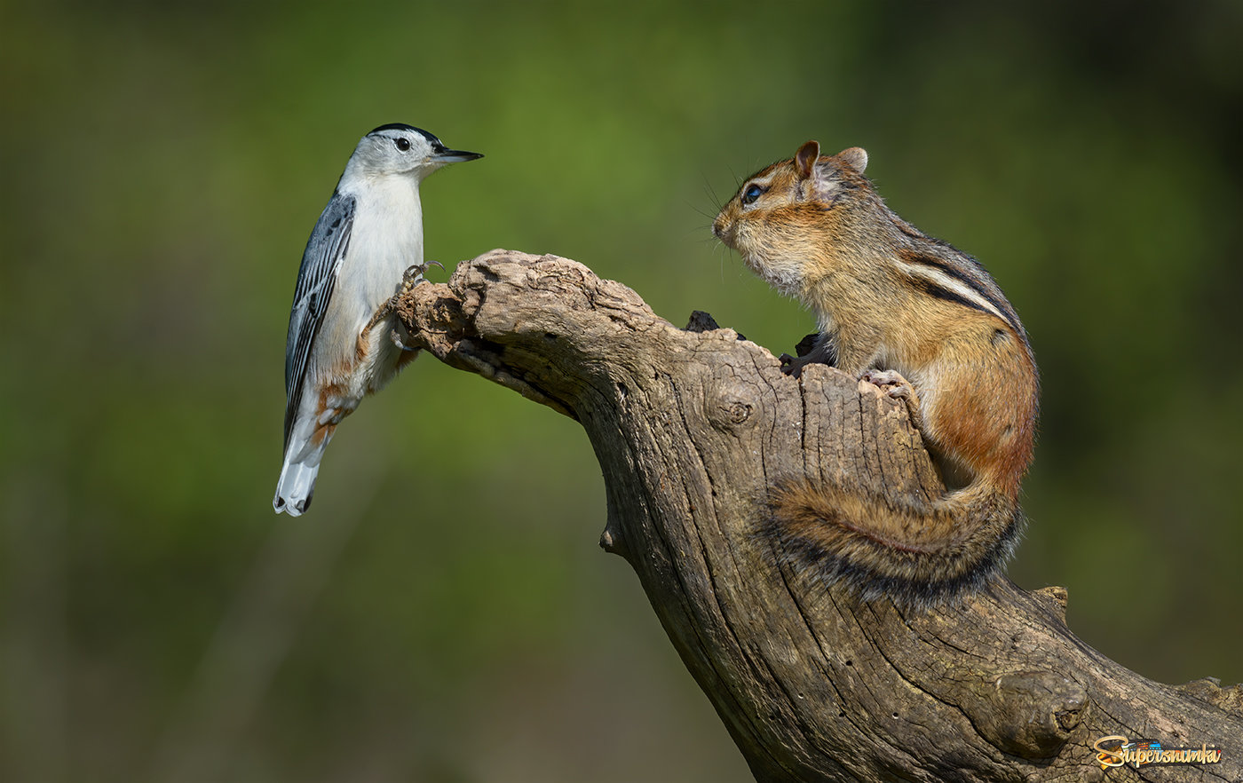 White-breasted Nuthatch vs. Chipmunk