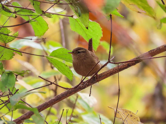 Крапивник (Troglodytes troglodytes)