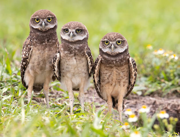 Burrowing Owlet - Кроличий сыч