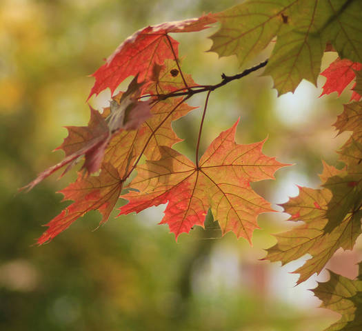 Осенняя листва.