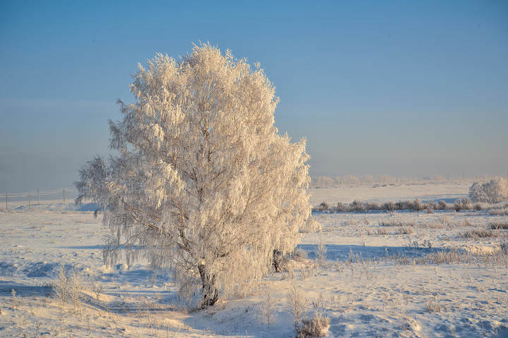 Березка.