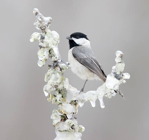 Каролинская гаичка- Carolina Chickadee