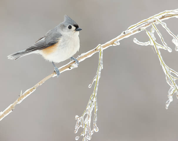 Tufted Titmouse -Острохохлая синица