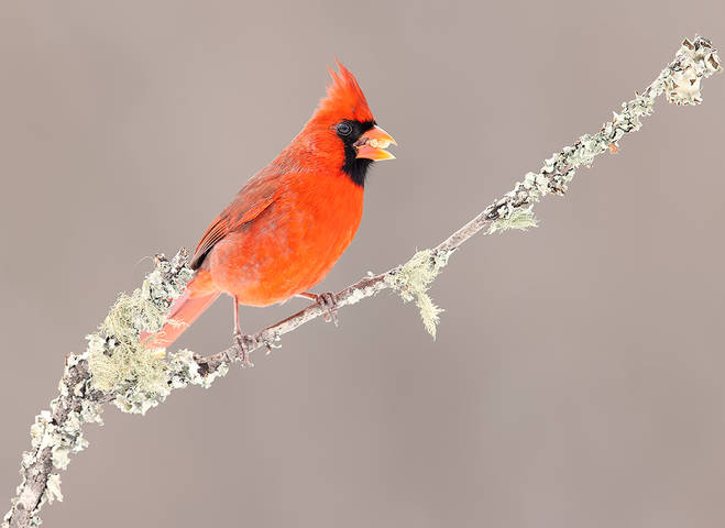 Northern Cardinal male - Красный кардинал самец