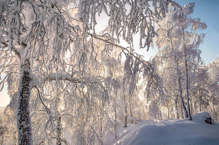 Зимний лес в объятьях тишины