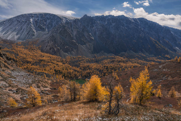 Время золотых лиственниц