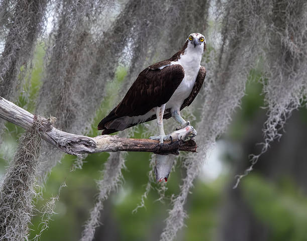 Osprey with Prey - Скопа с добычей
