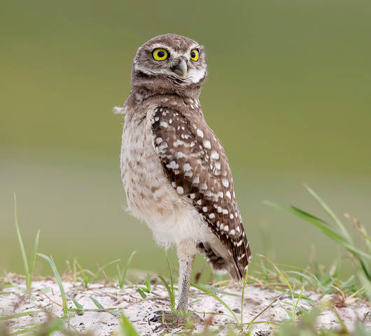 Cыч - Burrowing Owl
