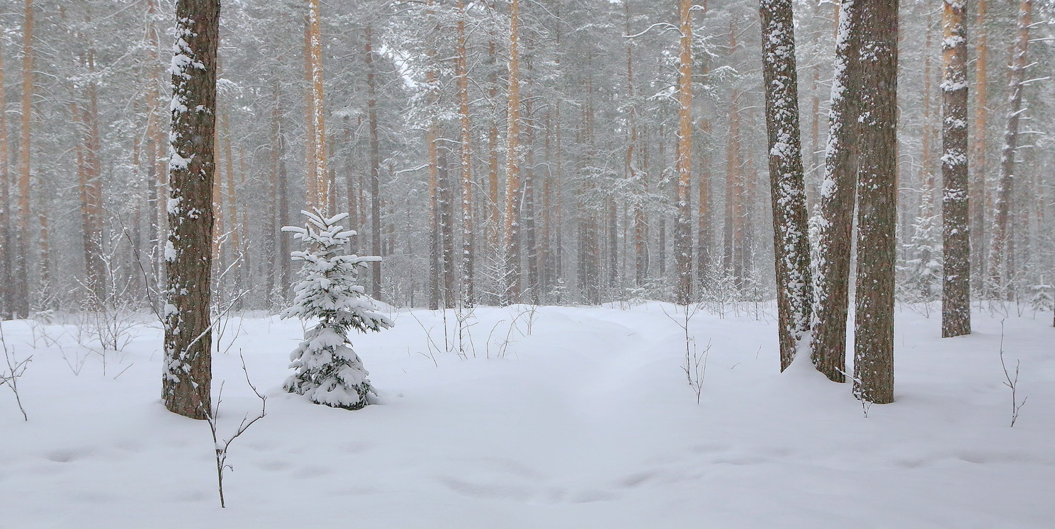  по зимнему лесу пешком погулять ...