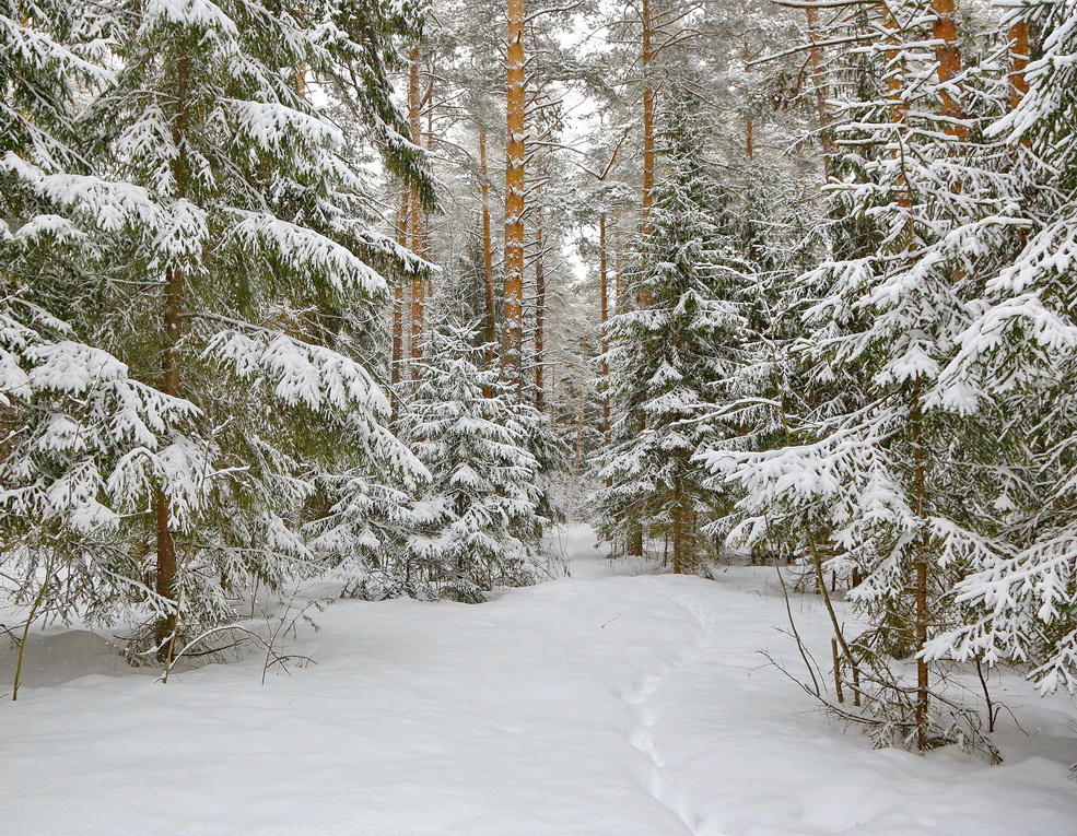 ... в зимний лес пойти пешком  ! 