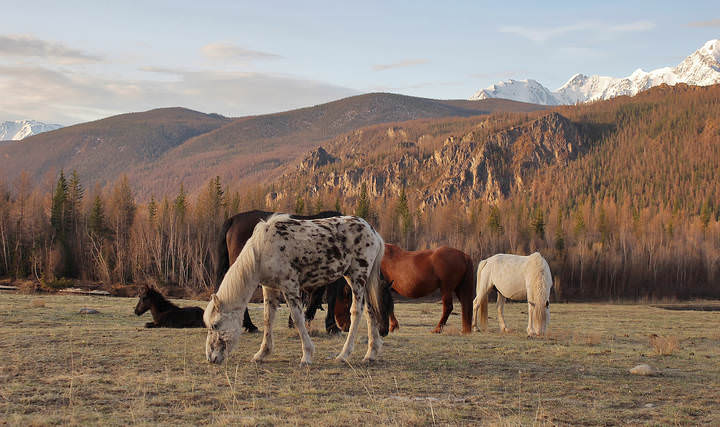 горный ландшафт с лошадками