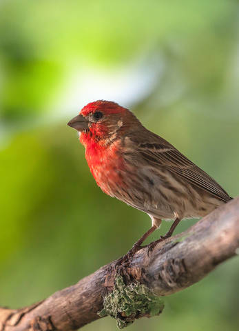 Purple finch male. Пурпурная чечевица