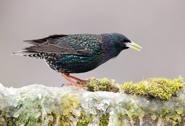 European Starling. Обыкновенный скворец