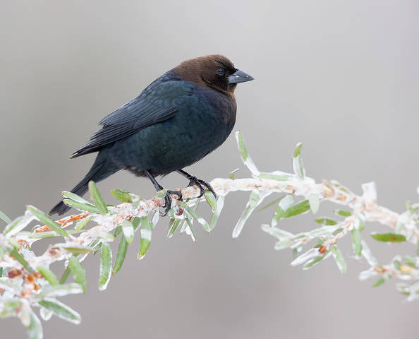Brown-headed Cowbird male  - Буроголовый коровий трупиал. самец