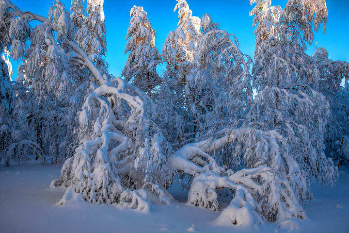 Снежные  кружева