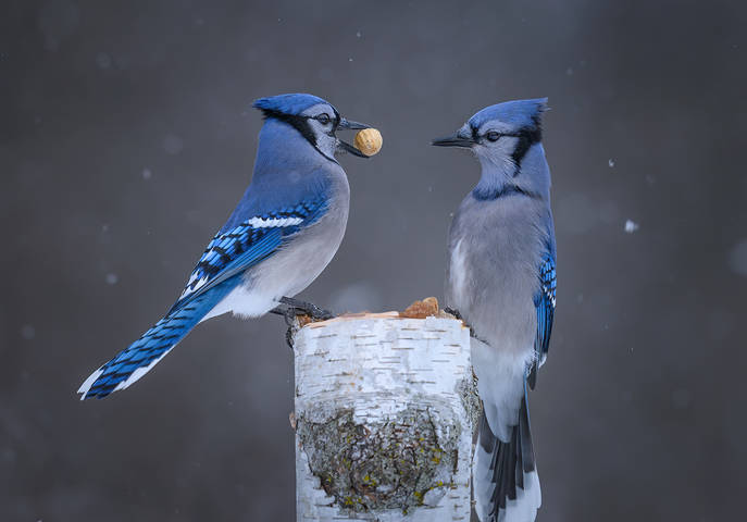 Blue jay 