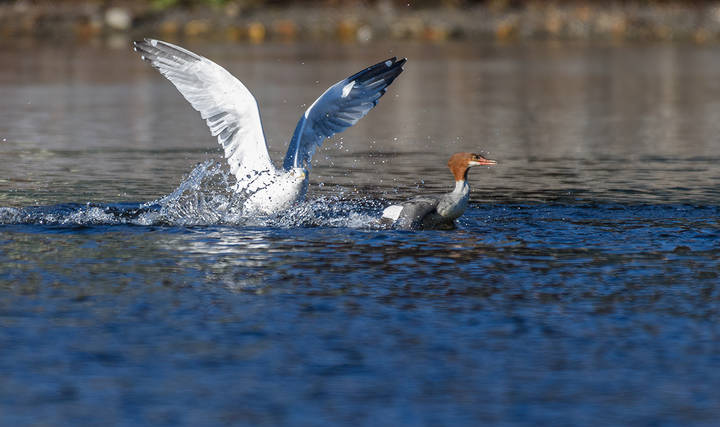 Common Mergansers (Mergus merganser) and Ring-billed Gull (Larus delawarensis)