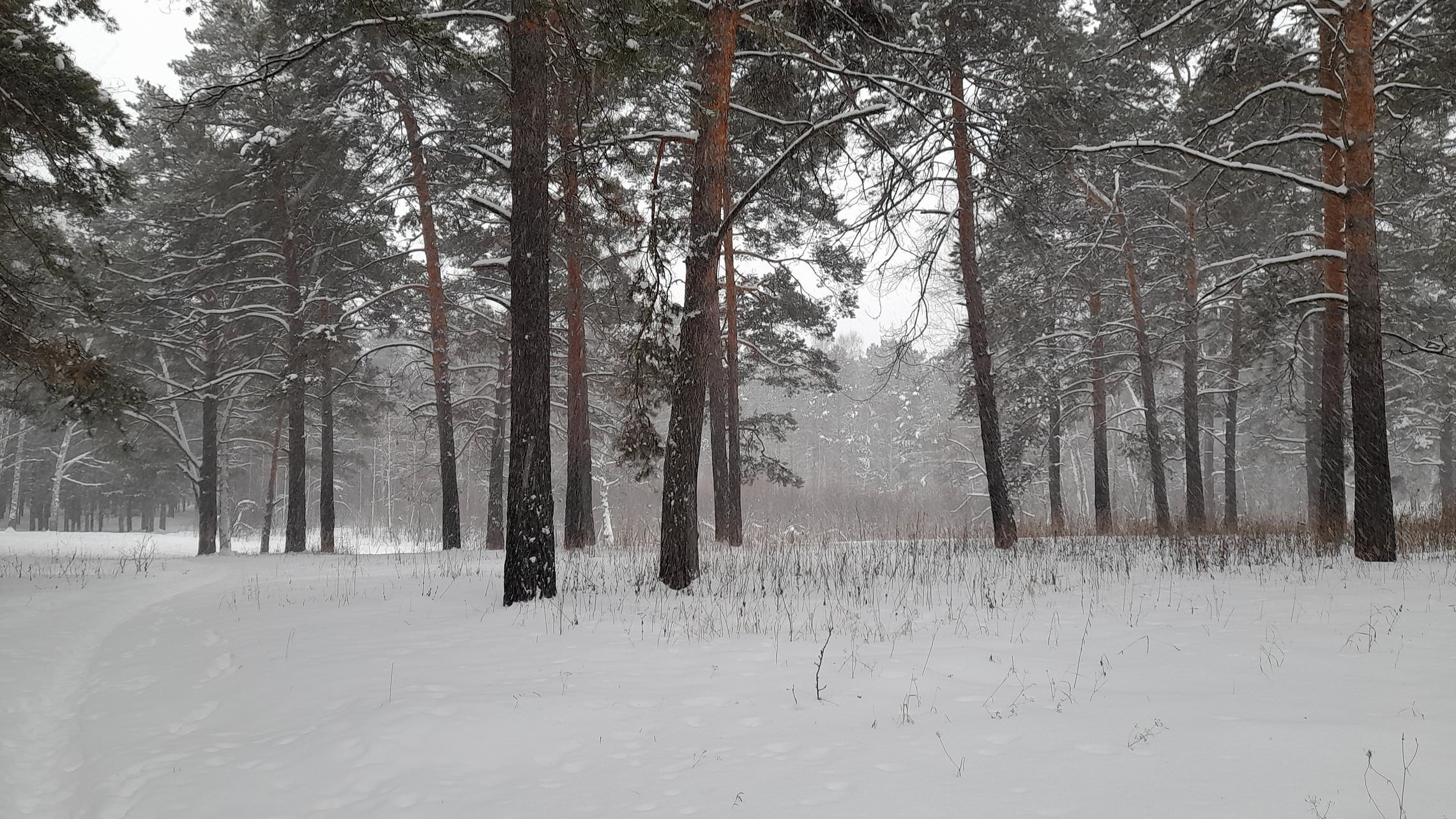 Снегопад в лесу .