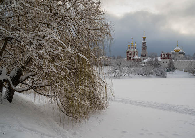 Ивы в снегу