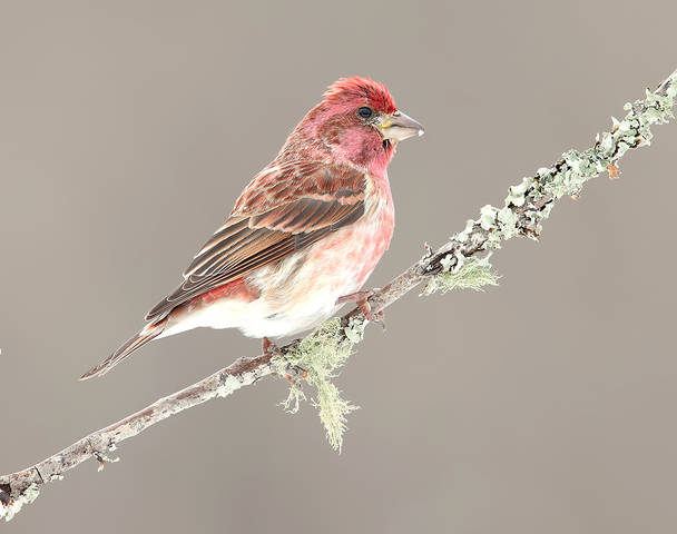 Purple finch male - Пурпурная чечевица