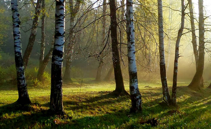 В роще весенней......