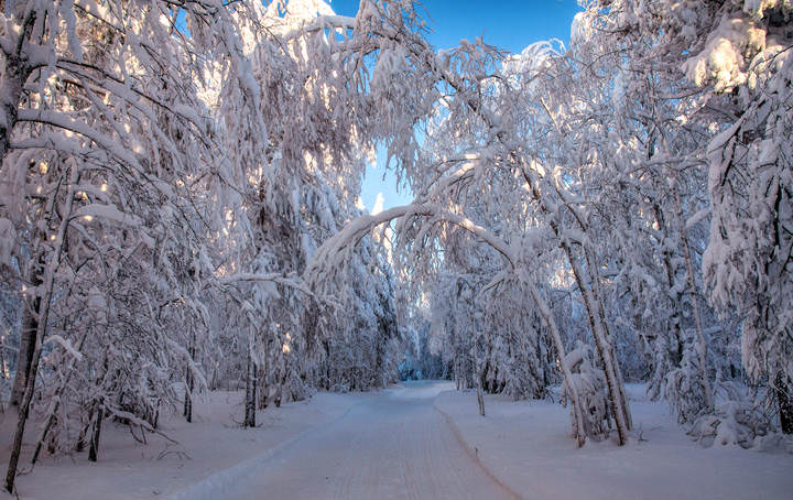 Снежная аллея