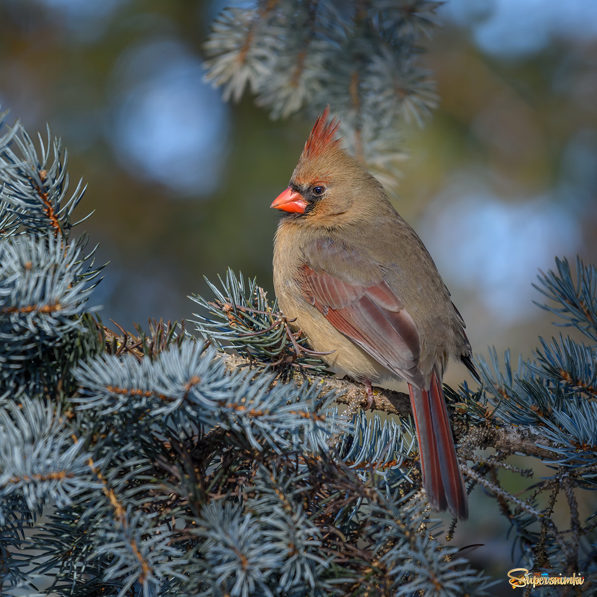 Northern cardinal (female)