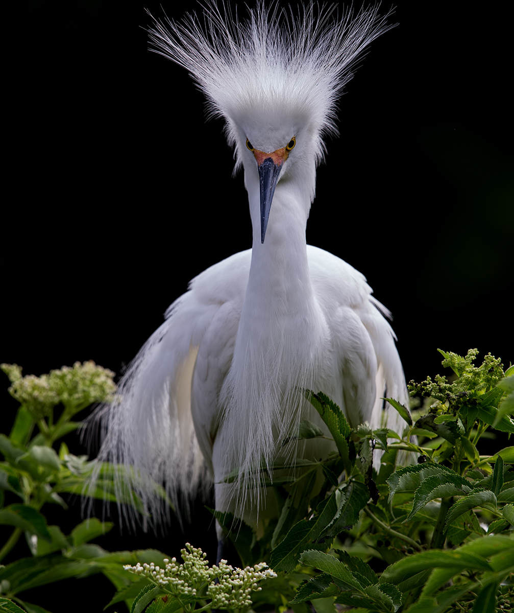 Happy New Year! Американская белая цапля - Snowy Egret.