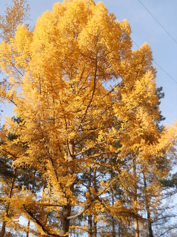 Лиственница осенью