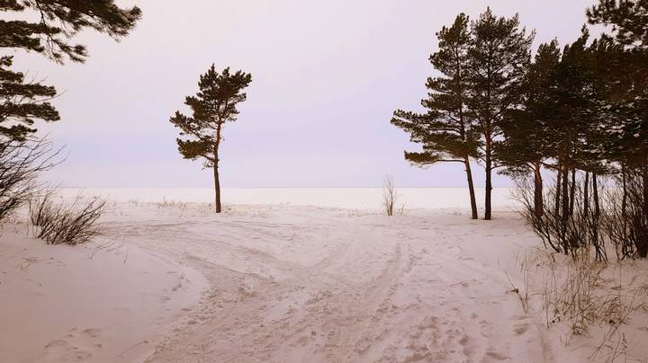 В лесу .... говорят ... растёт сосёнка.